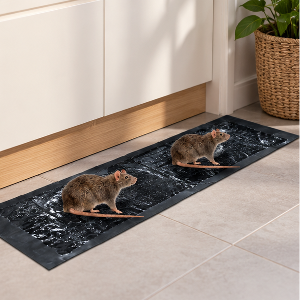 Royeva Glue Traps For Mice And Rats-Poison Free Pest Control 10 Pack