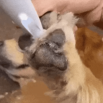 Royallure Gentle Quiet Pet Trimmer for Sensitive Areas with LED Light and Ceramic Blades 2