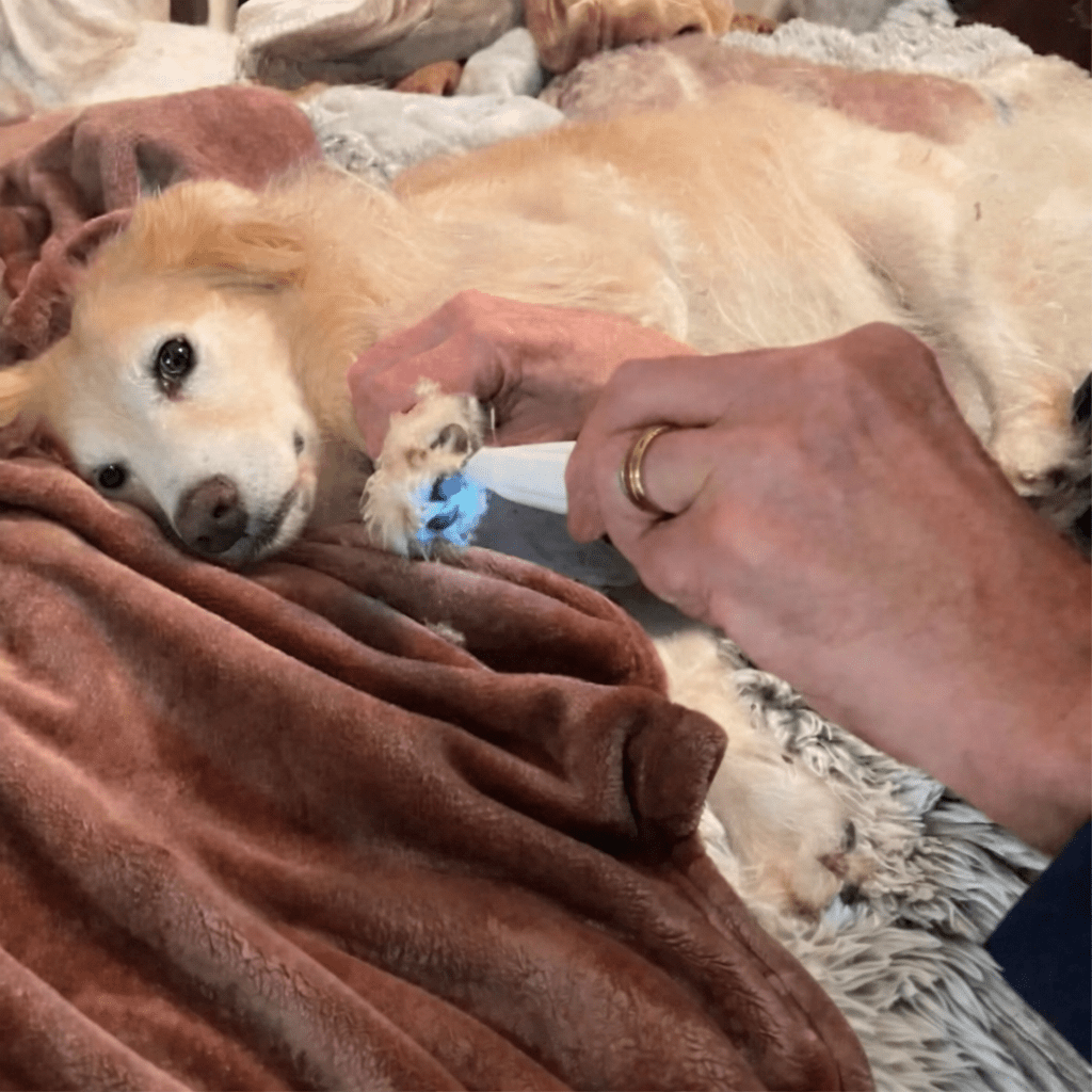 Royallure Gentle Quiet Pet Trimmer for Sensitive Areas with LED Light and Ceramic Blades 3