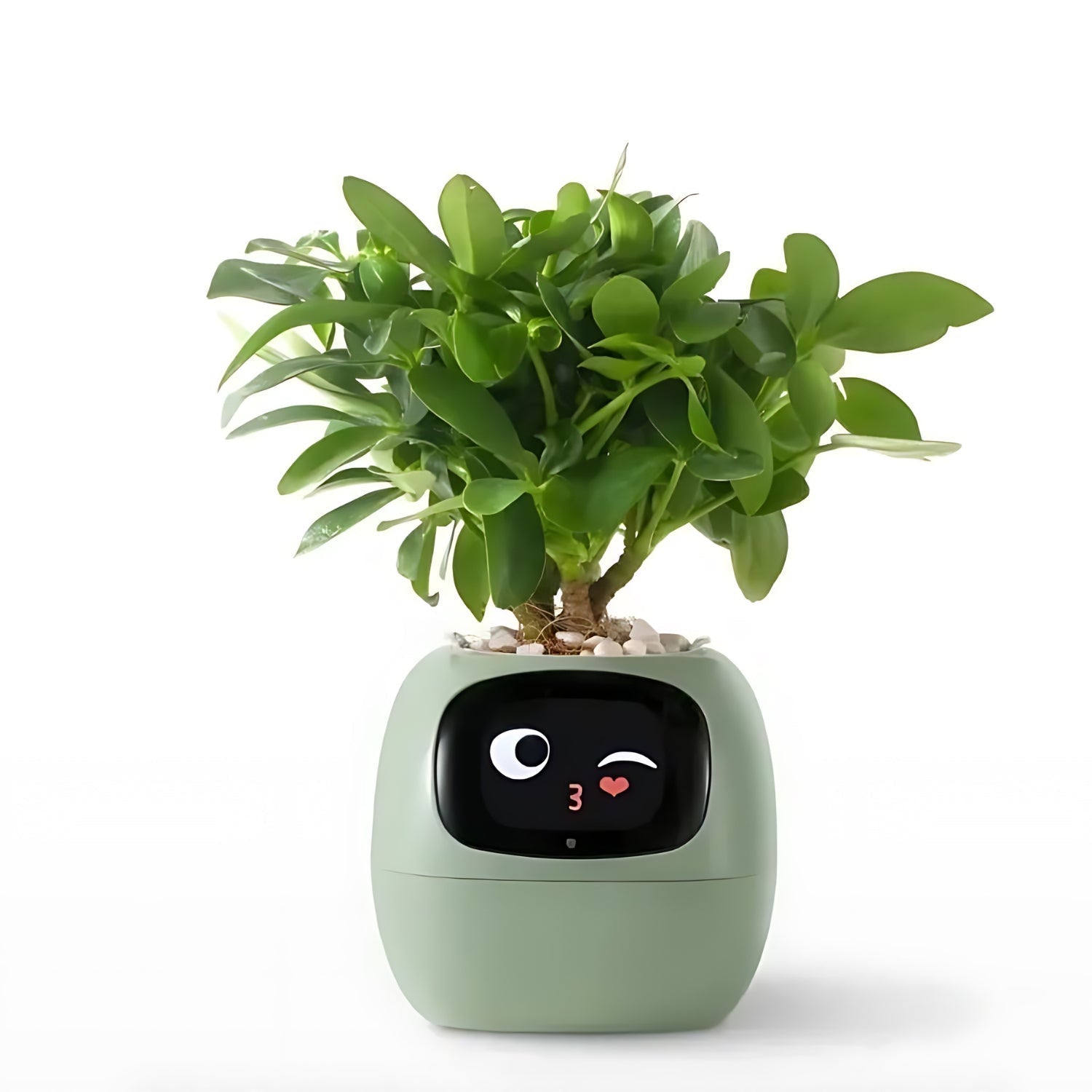 Smart Plant Pot | Self-Watering Flower Pot with App & Emoji Alerts 0