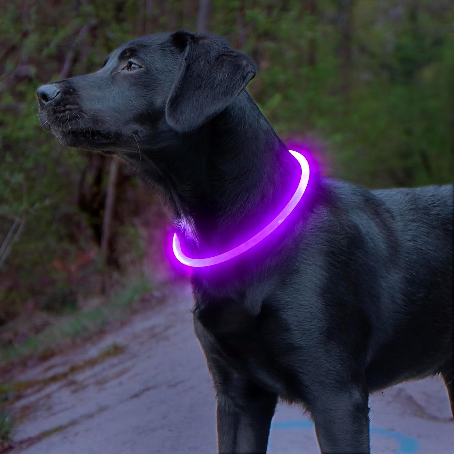 Sovere LED Dog Collar with Rechargeable Light, Adjustable Size, Waterproof Design for Nighttime Safety 2