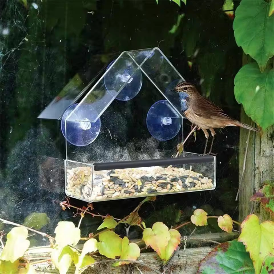 Majesta Transparent Acrylic Window Bird Feeder with Strong Suction Cups for Easy Viewing